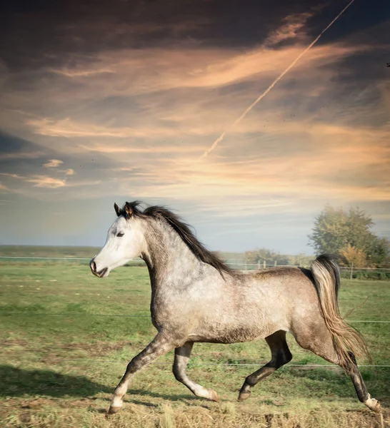 Beautiful gray stallion horse — Stock Photo, Image