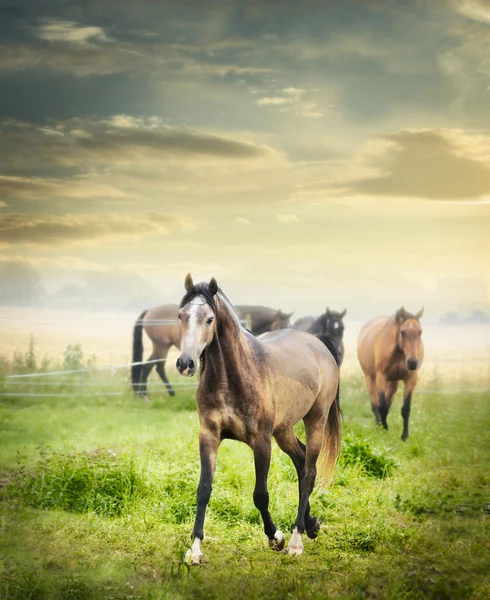 Herd of horses on summer pasture — Stock Photo, Image