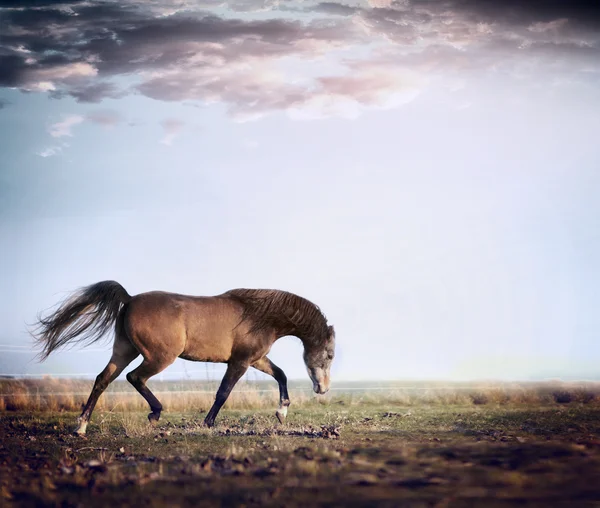 Arabisk hingst häst — Stockfoto