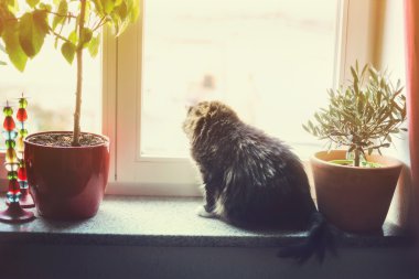 Kedi pencere pervazına üzerinde oturur