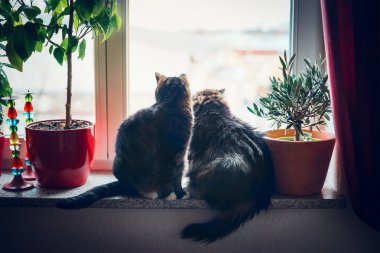 Pencere pervazına üzerinde oturan iki kedi 