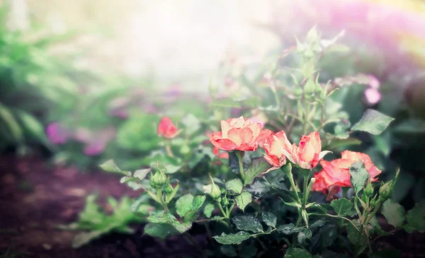 Arbusto de rosas en el jardín — Foto de Stock