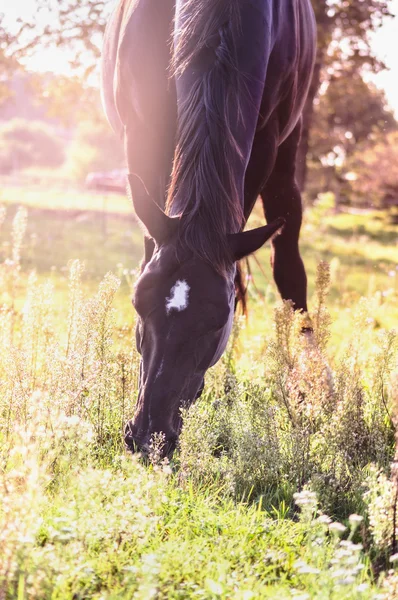 Black horse on pasture — Stock Photo, Image