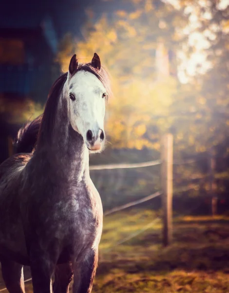 Cavalo com cabeça branca — Fotografia de Stock