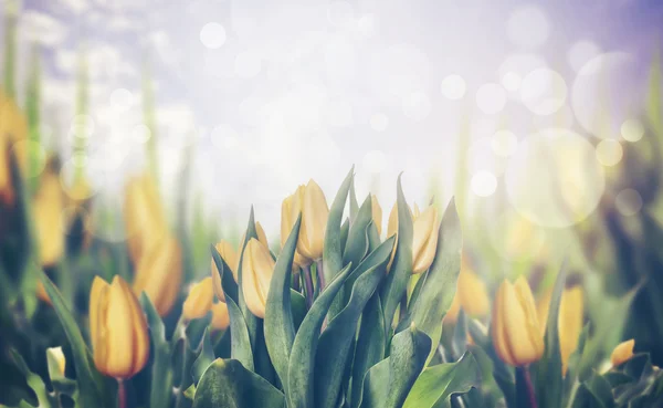 Tulipanes de primavera floreciendo — Foto de Stock