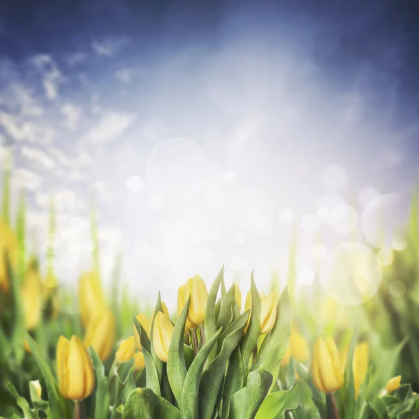 Yellow tulips flowerbed in garden — Stock Photo, Image