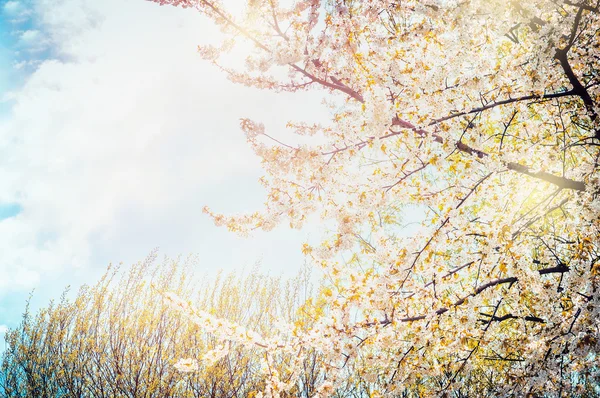 Árvores de primavera florescentes — Fotografia de Stock