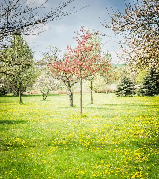 Copaci de primăvară înfloritori — Fotografie, imagine de stoc