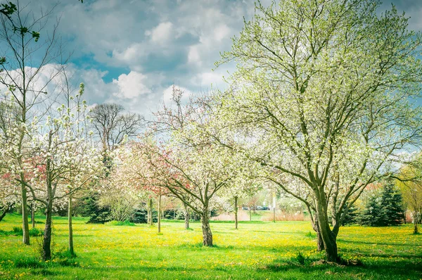 Parcul înflorit de primăvară — Fotografie, imagine de stoc