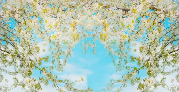 Blossoming spring trees — Stock Photo, Image