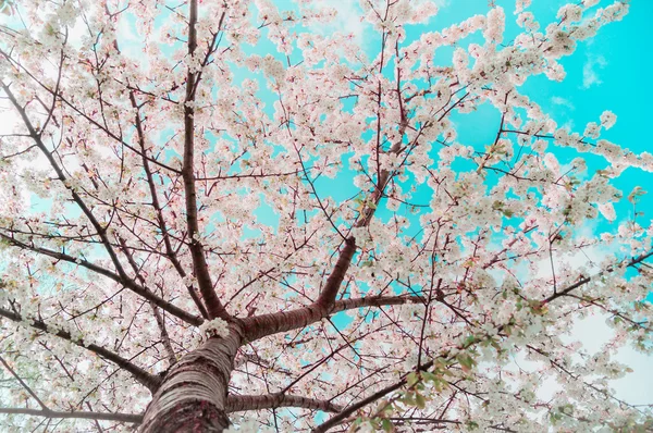 Blossoming spring trees — Stock Photo, Image