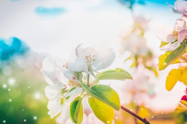 Spring nature blurred background — Stock Photo, Image