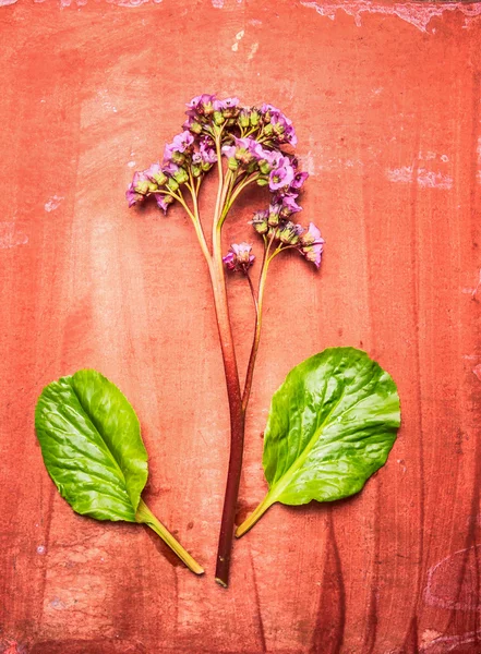 Heartleaf bergenia növény — Stock Fotó