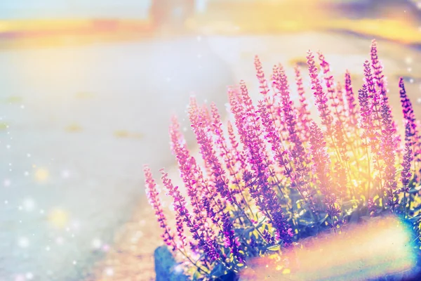 Sage flowers in sun light — Stock Photo, Image