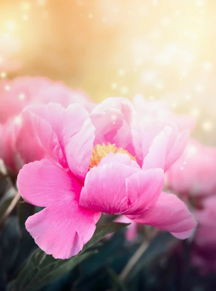 ピンク色のパステルの花背景 — ストック写真