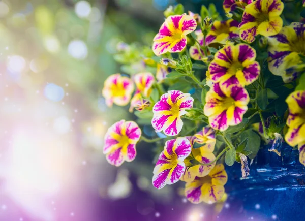 Yellow pink petunia flowers — Stock Photo, Image