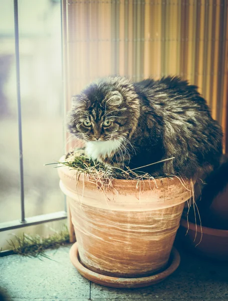 Katten sitter i en blomkruka — Stockfoto