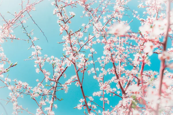 春の自然の背景がぼやけ — ストック写真