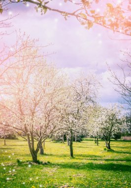 Blossoming spring trees clipart