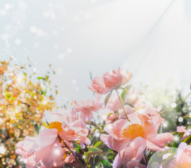 Pembe pastel çiçek arka plan