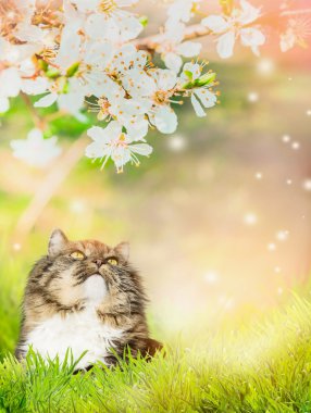 Kedi doğa arka plan üzerinde