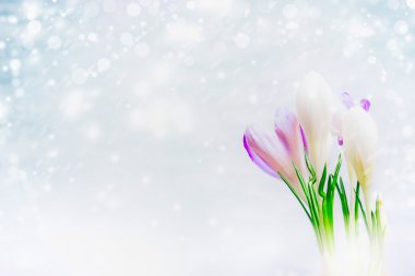 Karda ilk çiğdemler