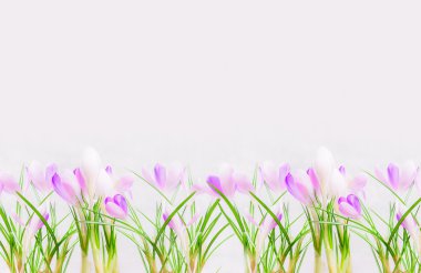 Mor beyaz çiğdemler