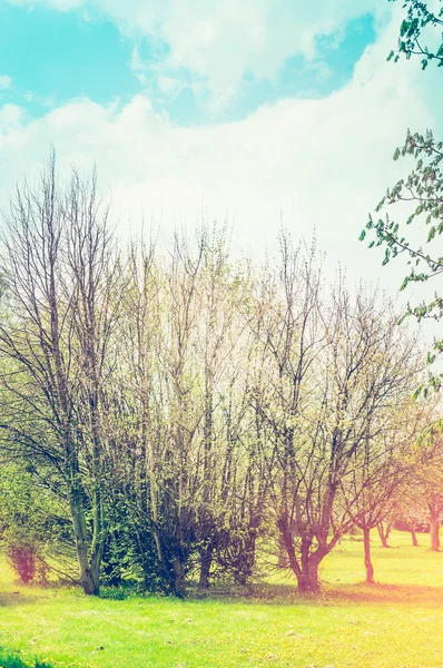 Árboles de primavera florecientes — Foto de Stock