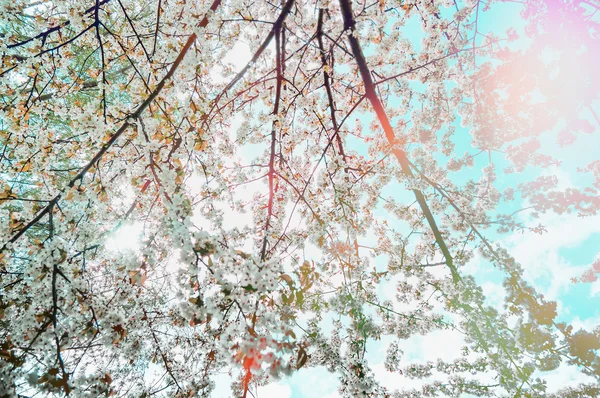 盛开的春天树木 — Φωτογραφία Αρχείου