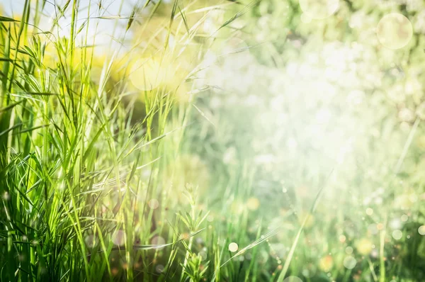 Green grass background — Stock Photo, Image