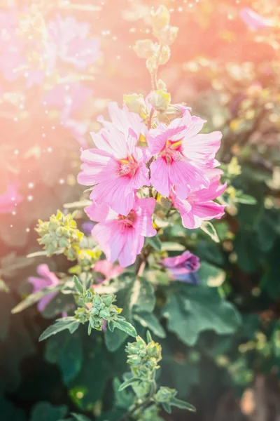 Roz Mallow flori în grădină — Fotografie, imagine de stoc