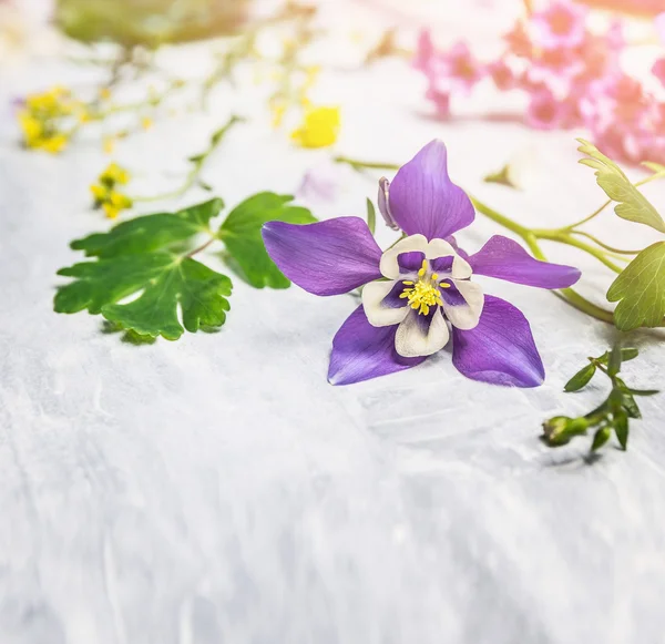 Primavera Columbina flor — Foto de Stock