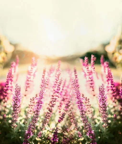 Flores de salva na luz do sol — Fotografia de Stock