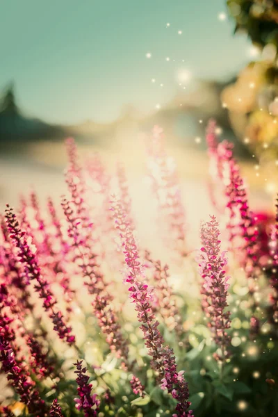 Güneş ışığı adaçayı çiçekleri — Stok fotoğraf