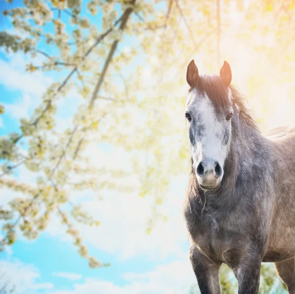 Grijze paard op natuur achtergrond — Stockfoto