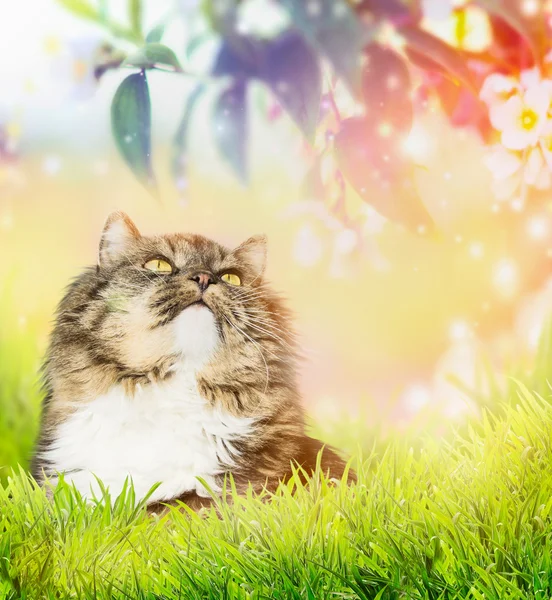 Cat on nature background — Stock Photo, Image