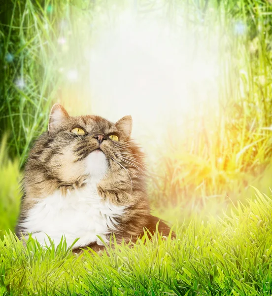 Katt på natur bakgrund — Stockfoto