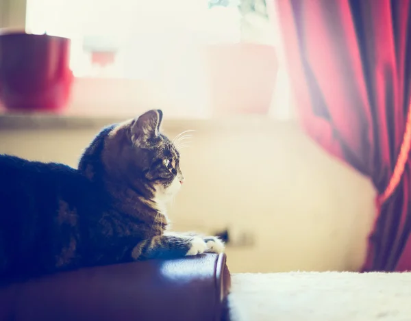 Binnenlandse kat in gezellige interieur — Stockfoto