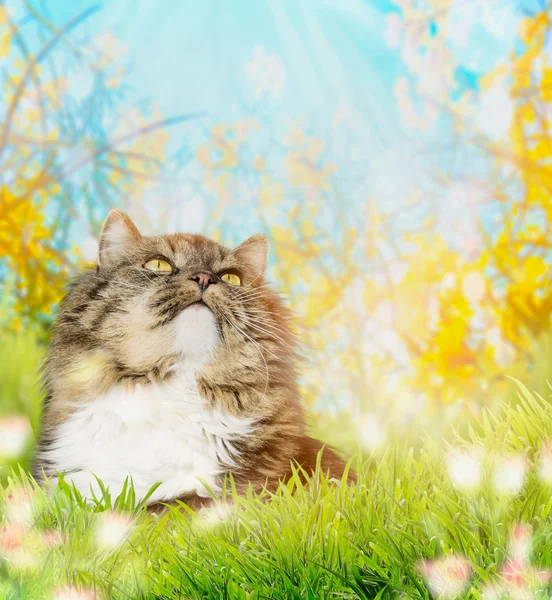 Katt på natur bakgrund — Stockfoto