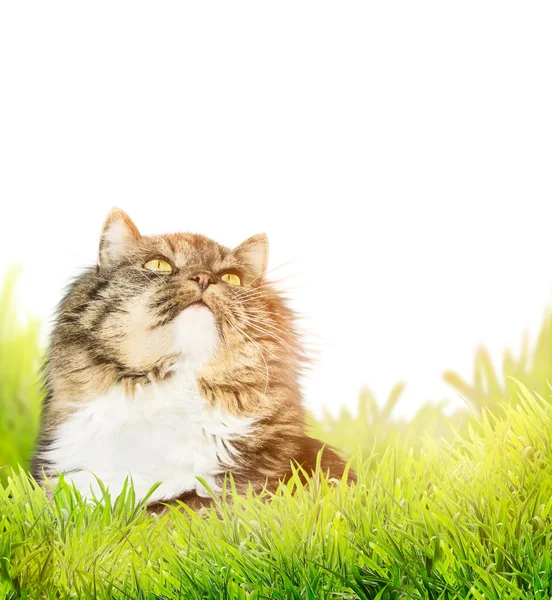 Cat on nature background — Stock Photo, Image