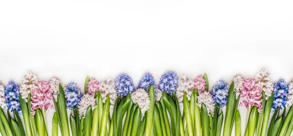 Гіацинти ніжні квіти — стокове фото