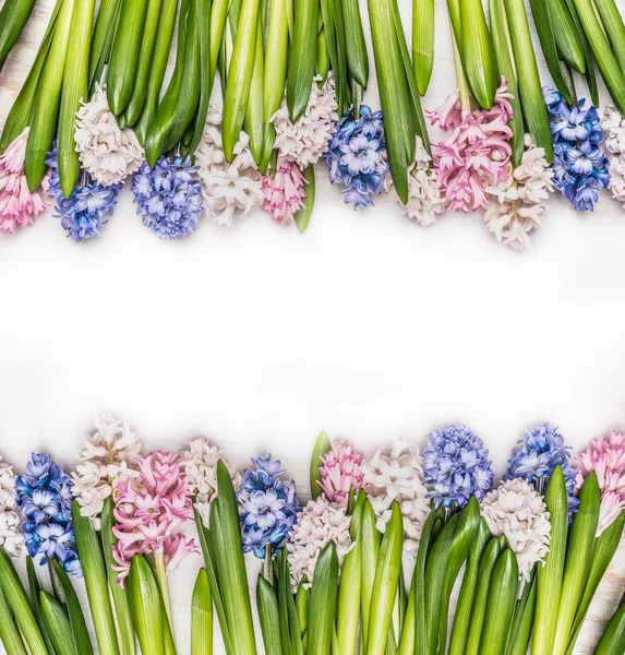 Tender hyacinths flowers — Stock Photo, Image