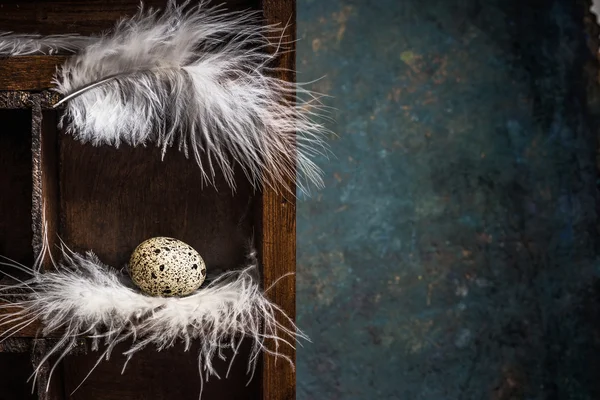 Перепелиное яйцо на перьях — стоковое фото