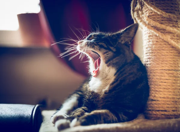 Yawning house cat — Stock Photo, Image