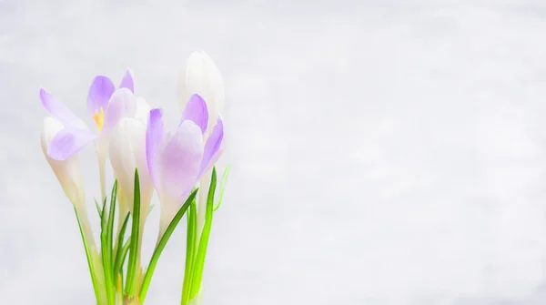 Hermosos cocodrilos de primavera —  Fotos de Stock