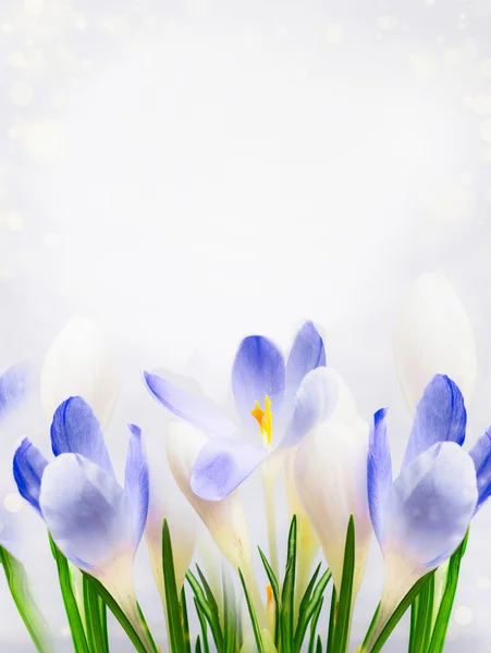 Violet crocus flowers — Stock Photo, Image