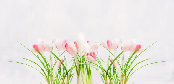 Pink white crocuses — Stock Photo, Image