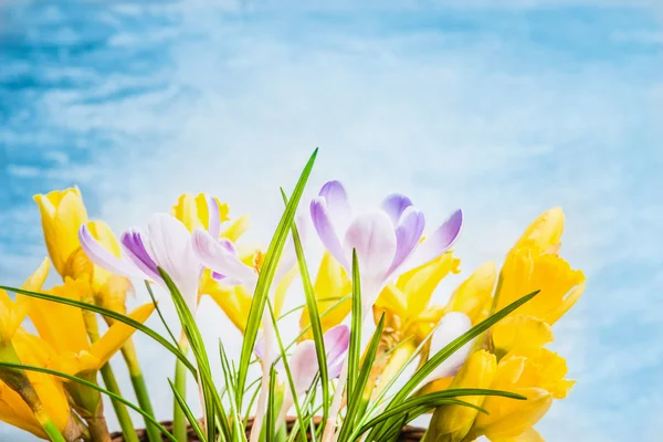 First spring flowers — Stock Photo, Image