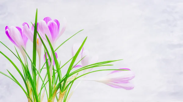 Beautiful spring crocuses — Stock Image Beautiful spring crocuses Royalty Free Stock Photos