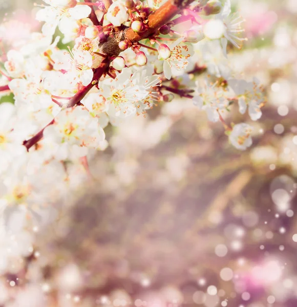 Flor de árbol de primavera — Foto de Stock